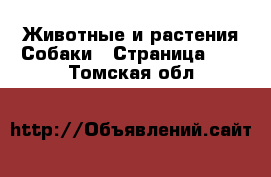 Животные и растения Собаки - Страница 11 . Томская обл.